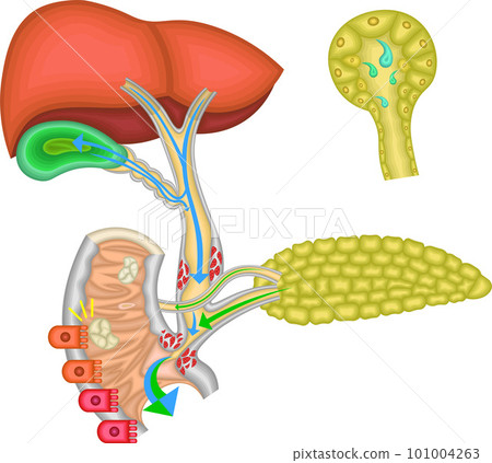 膽道膽囊膽管圖解 101004263