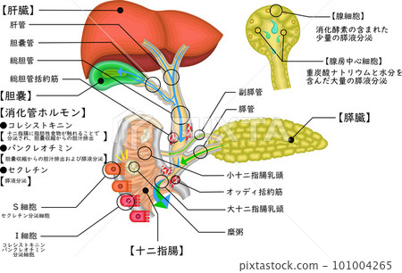 膽道膽囊膽管圖日語 101004265