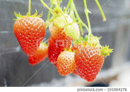 Red strawberry fruit House strawberry strawberry picking Yamamoto Town, Miyagi Prefecture Red strawberry fruit House strawberry strawberry picking Yamamoto Town, Miyagi Prefecture 101004276