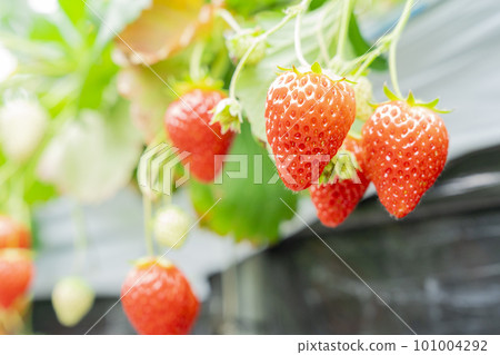 宮城縣山本市紅草莓水果之家草莓草莓採摘 101004292