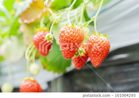 宮城縣山本市紅草莓水果之家草莓草莓採摘 101004293