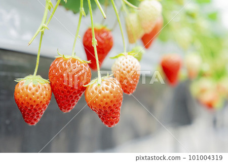 Red strawberry fruit House strawberry strawberry picking Yamamoto Town, Miyagi Prefecture Red strawberry fruit House strawberry strawberry picking Yamamoto Town, Miyagi Prefecture 101004319