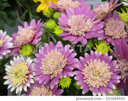 Osteoporum 101004443