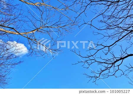 Trees reflected in the winter blue sky Trees reflected in the winter blue sky 101005227