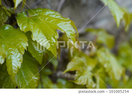 ivy new leaves ivy new leaves 101005254