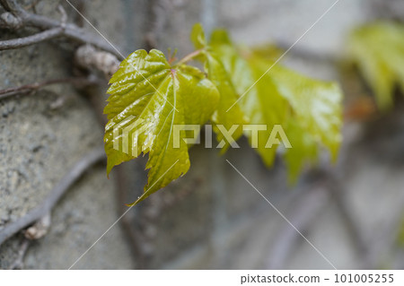 ivy new leaves ivy new leaves 101005255