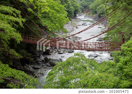 Kazura Bridge in Iya, a famous place in Tokushima 101005471