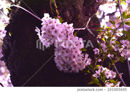 Cherry petals 101005695