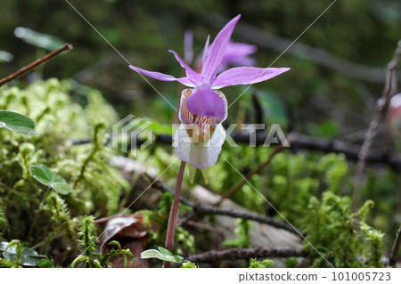 八岳腳下的苔蘚林中，布袋蘭花悄然綻放 101005723