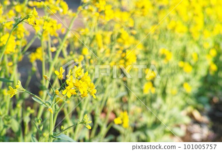 Rape blossoms that herald the arrival of spring 101005757