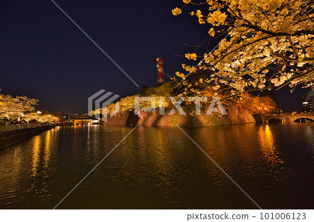 Night cherry blossoms at Fukui prefectural moat Night cherry blossoms at Fukui prefectural moat 101006123