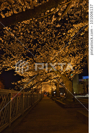 Night cherry blossoms at Fukui prefectural moat 101006137