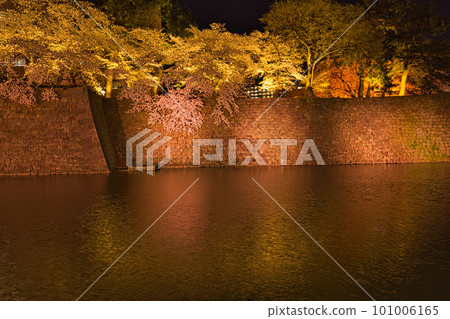 福井縣立護城河夜櫻 福井縣立護城河夜櫻 101006165