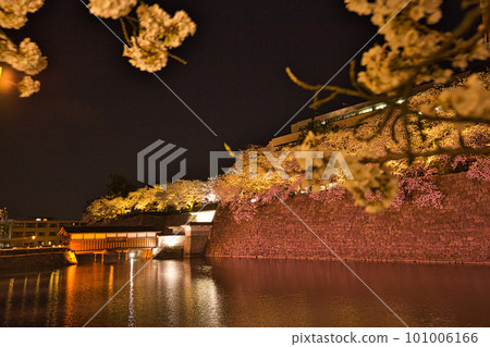 Night cherry blossoms at Fukui prefectural moat 101006166