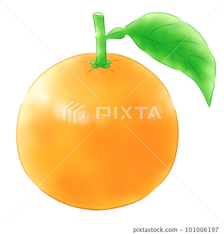 有葉子的八朔 101006197