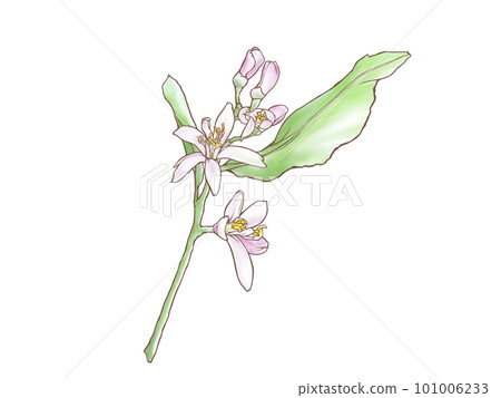 Illustration material of realistic lemon flower branch drawn by watercolor (with main line) Illustration material of realistic lemon flower branch drawn by watercolor (with main line) 101006233