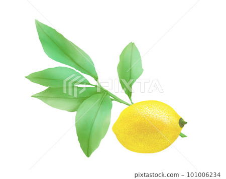 Illustration material of realistic lemon and branches and leaves drawn by watercolor 101006234