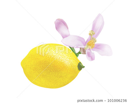 水彩繪製的逼真檸檬和檸檬花插畫素材 101006236