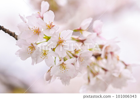 Cherry trees wet with rain 101006343