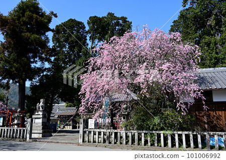 矢風野神社垂枝櫻花 矢風野神社垂枝櫻花 101006992