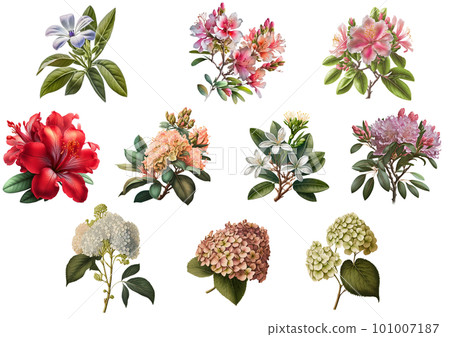 Flower assortment set 1 (watercolor) 101007187