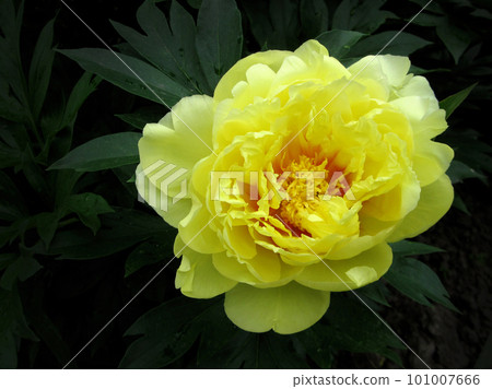 Wild beauty flower with nectar blooming Wild beauty flower with nectar blooming 101007666