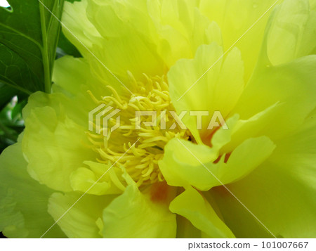 Wild beauty flower with nectar blooming 101007667