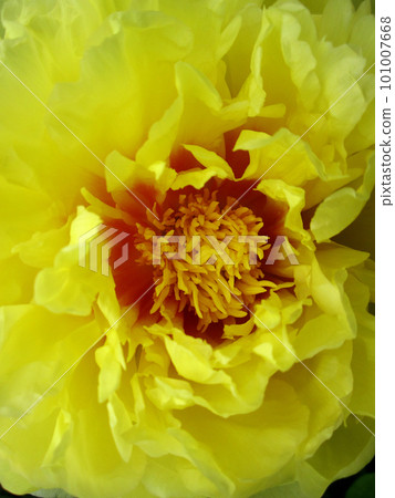 Wild beauty flower with nectar blooming Wild beauty flower with nectar blooming 101007668