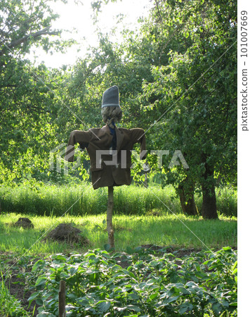 Scary scarecrow in garden discourages hungry birds Scary scarecrow in garden discourages hungry birds 101007669