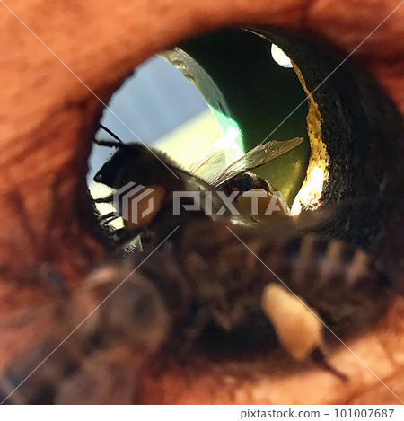 Winged bee slowly flies to beehive collect nectar for honey on private apiary from flower Winged bee slowly flies to beehive collect nectar for honey on private apiary from flower 101007687