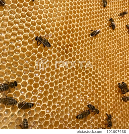 Winged bee slowly flies to honeycomb collect nectar for honey on private apiary from flowers Winged bee slowly flies to honeycomb collect nectar for honey on private apiary from flowers 101007688