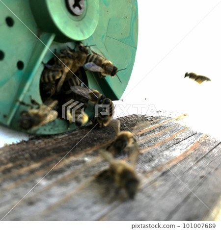 Winged bee slowly flies to beehive collect nectar for honey on private apiary from flower Winged bee slowly flies to beehive collect nectar for honey on private apiary from flower 101007689