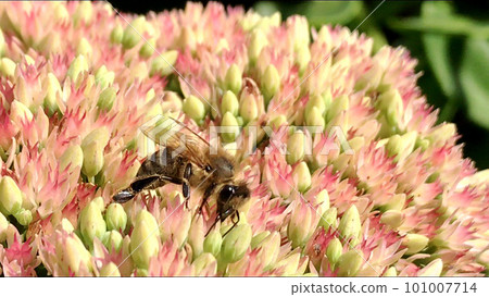 Winged bee slowly flies to the plant, collect nectar for honey on private apiary from flower Winged bee slowly flies to the plant, collect nectar for honey on private apiary from flower 101007714