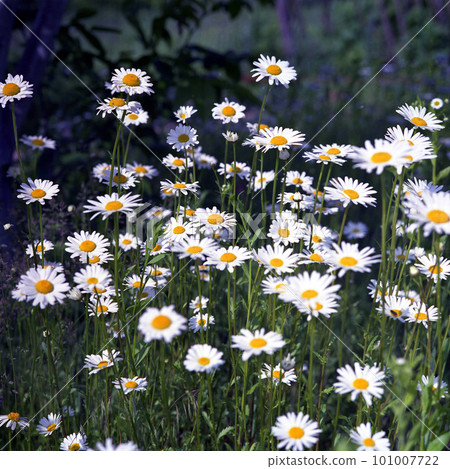 Blooming flower chamomile with leaves, living natural nature 101007722
