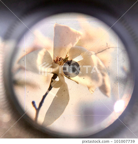Blooming flower magnolia with green leaves, living natural nature 101007739