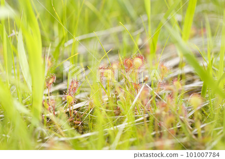 茅膏菜八幡平 101007784