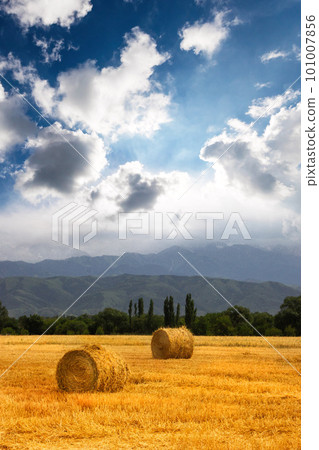 Two Haystack rolls on an scenic agricultural field in the foothills of central asia with copy space. Vertical 101007856