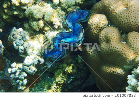 giant clam in the Red Sea giant clam in the Red Sea 101007858