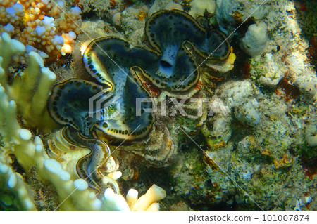 giant clam in the Red Sea 101007874