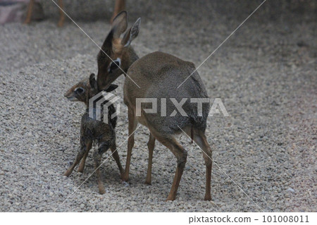dikdik mother and newborn child dikdik mother and newborn child 101008011