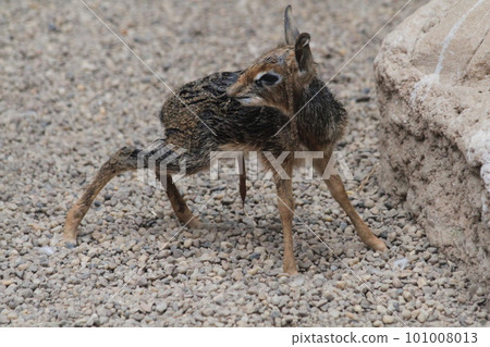 dikdik newborn animal child 101008013