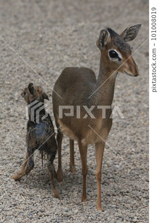dikdik mother and newborn child 101008019