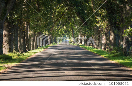 Scenery view of Oak Avenue historic area in Hastings, New Zealand. Planted in the 1860s.  101008021