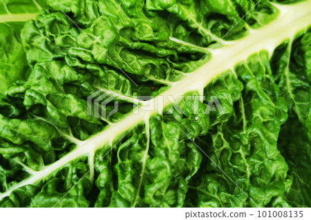 green mangold vegetable green mangold vegetable 101008135