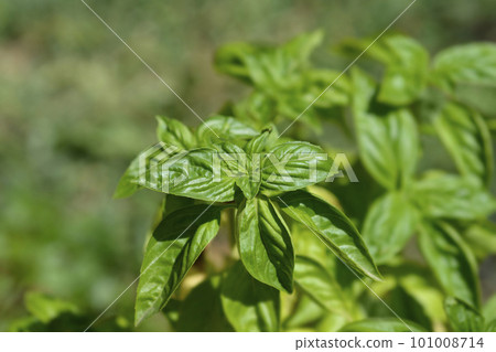Common basil 101008714