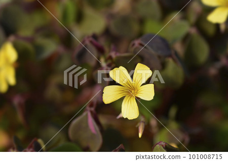 Spiral sorrel Spiral sorrel 101008715