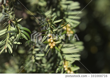 Irish Yew Irish Yew 101008716