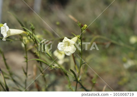 Przewalskis gloxinia Przewalskis gloxinia 101008719