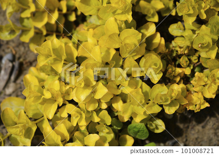 Golden Creeping Jenny Golden Creeping Jenny 101008721