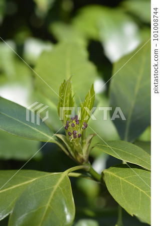 Japanese laurel 101008744